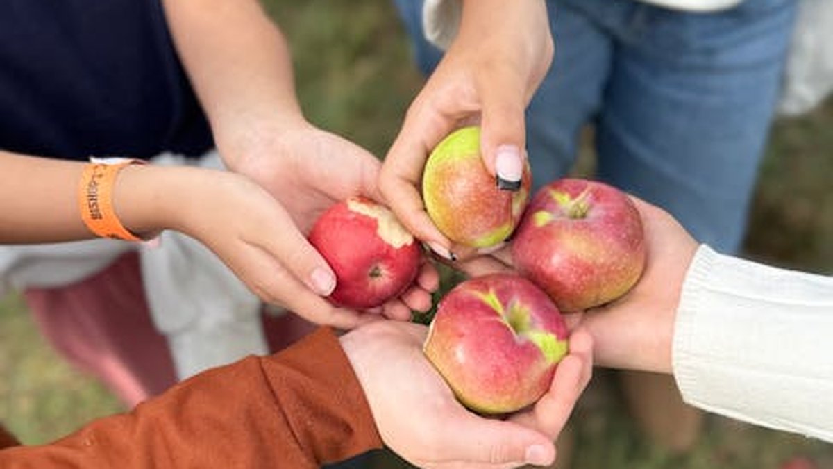 Apple Picking & Exercise: Combining Fall Fun with Family Fitness - Health and wellness