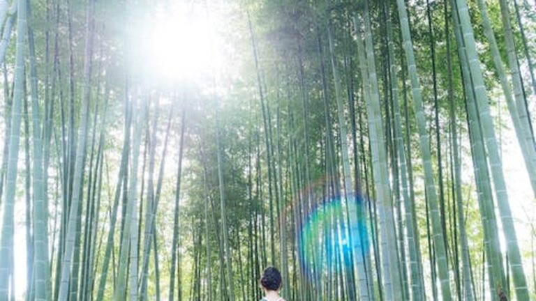 Forest Bathing: Reconnect with Nature and Boost Your Mental Well-being - Health and wellness