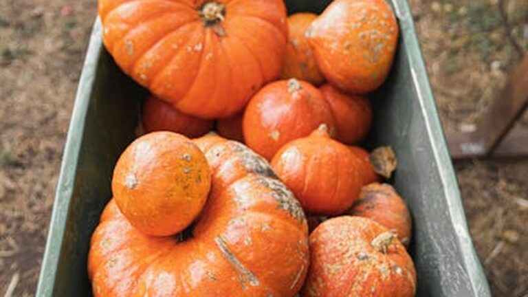 October's Harvest: 5 Delicious & Nutritious Fall Superfoods - Health and wellness