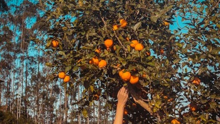 October's Immune Boost: Top 5 Foods for Cold & Flu Prevention in 2025 - Health and wellness
