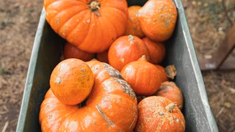 Plant-Based Thanksgiving Recipes: Delicious and Healthy Alternatives for Thanksgiving - Health and wellness